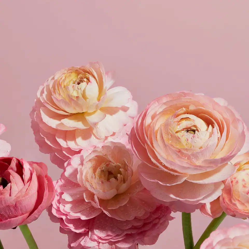 Pink ranunculus before conversion