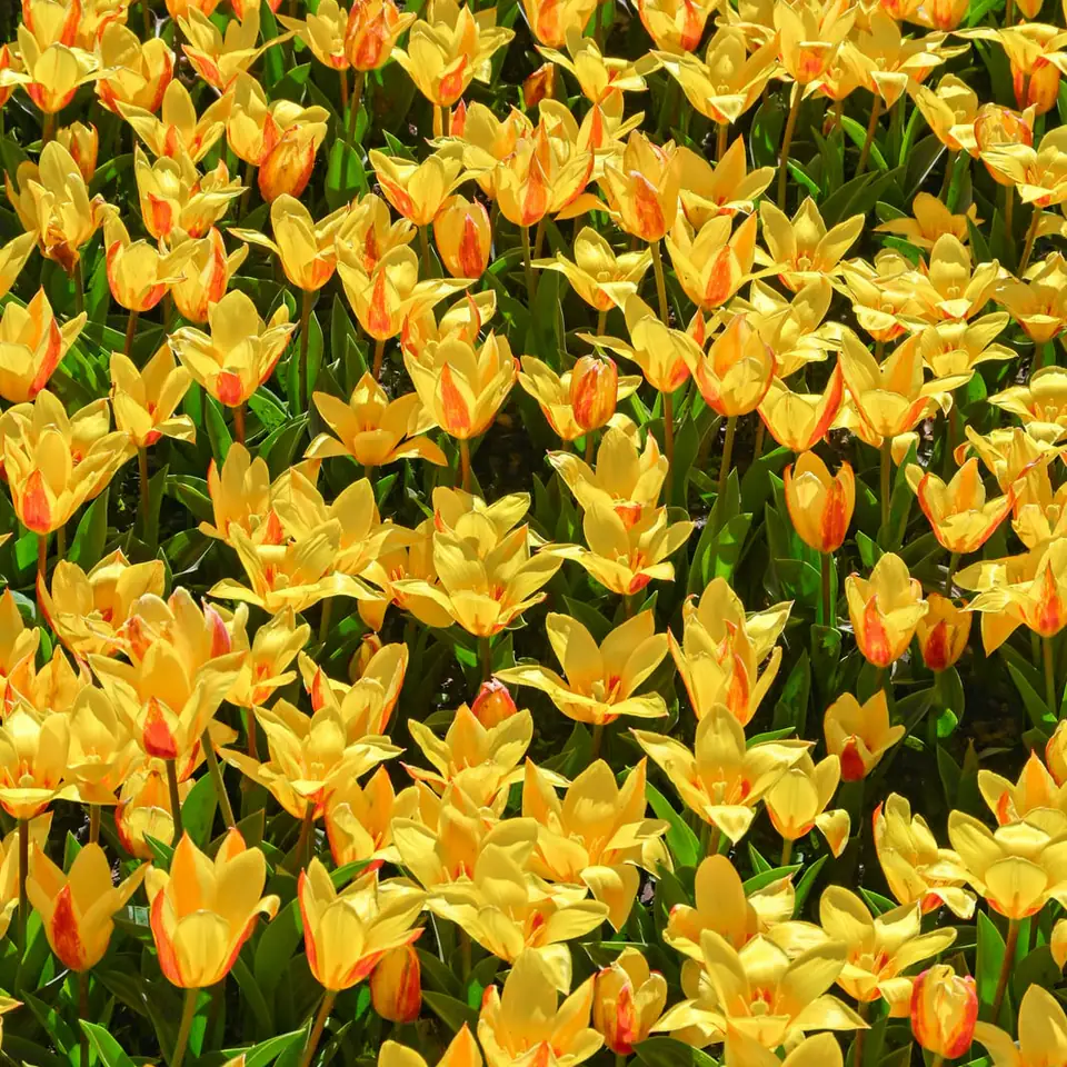 Precomputed yellow tulip crop outcome