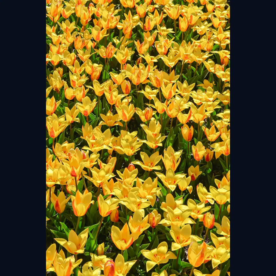Yellow tulips before cropping