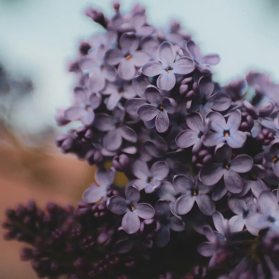 Purple lilac blossoms before enhancement