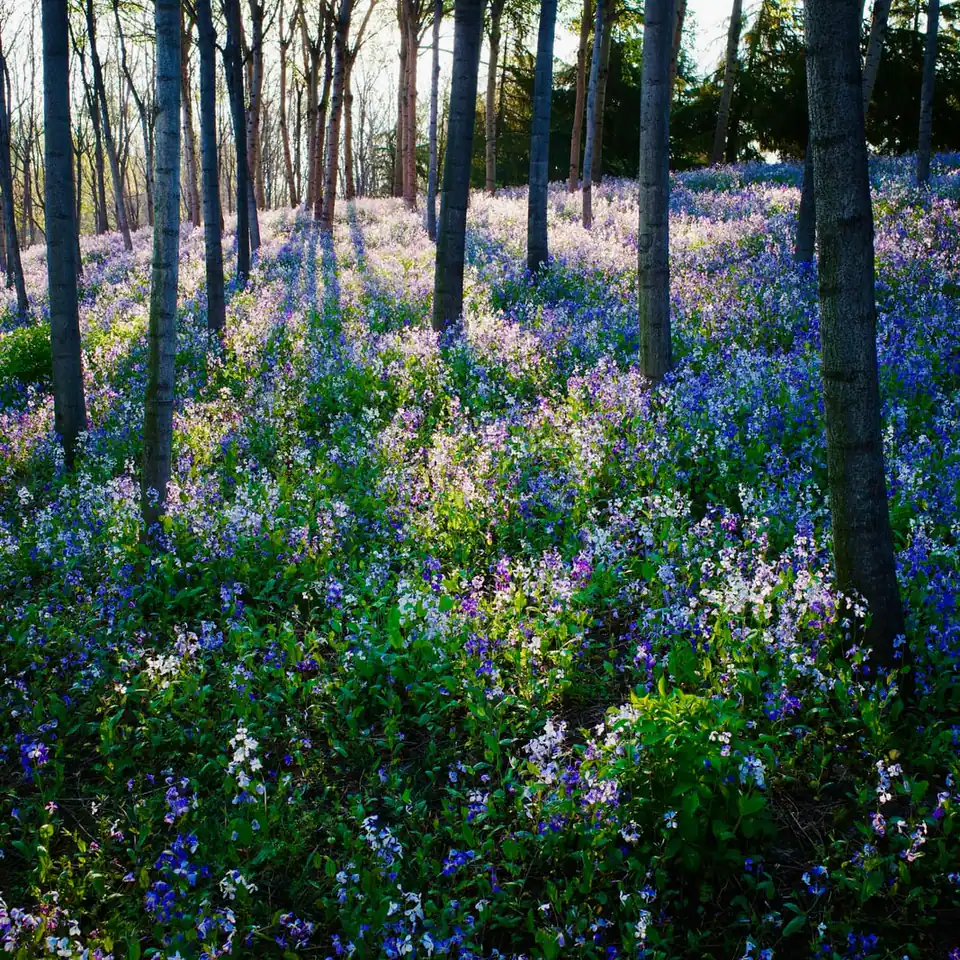 Bluebell forest preview