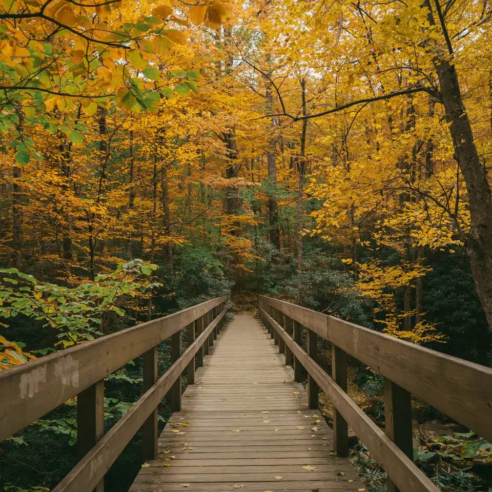 Precomputed autumn walkway resize outcome